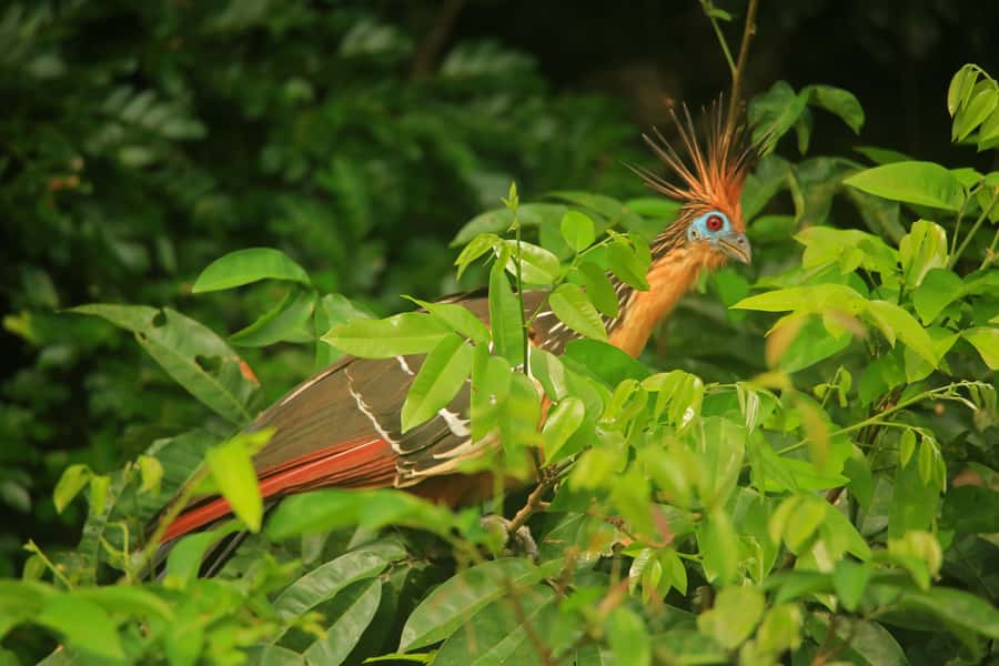 Sandoval Lake & Parrot Clay lick 3 Days/2 Nights - Day 1: River transfer, Monkey Island, and caimans after dark
