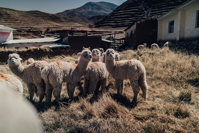 Small-Group 3-day Cusco Tour to Sacred Valley, Machu Picchu & Rainbow Mountain - Day three: Palccoyo Rainbow Mountain and alpacas