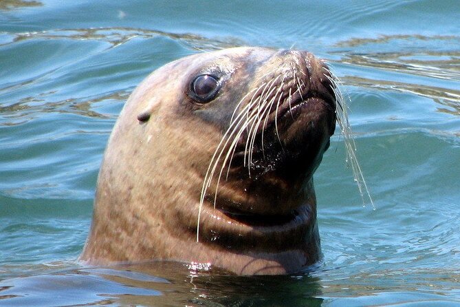 Swimming with Sea Lions in Islas Palomino Lima - Guides, group size, and the feel of the outing