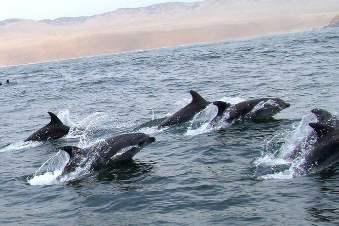 Swimming with Sea Lions in Islas Palomino Lima - The boat ride around Callao’s islands