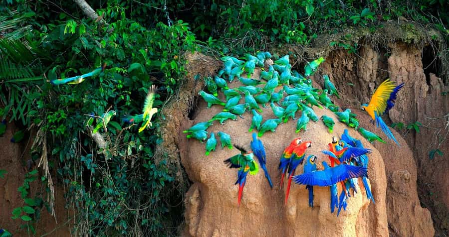 Tambopata Macaw Clay Lick 3 days/2 nights - Why the Tambopata clay lick matters