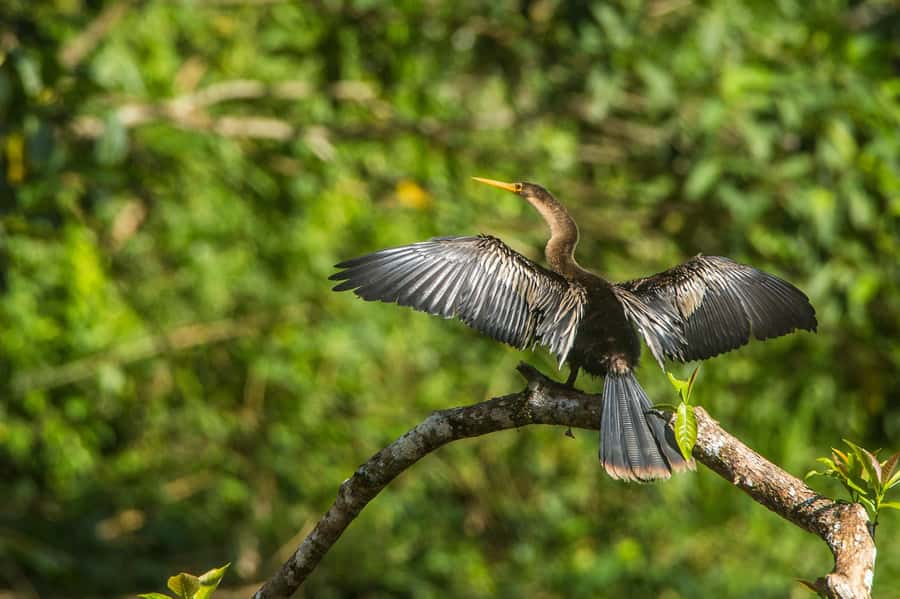 Tambopata Macaw Clay Lick 4 days/3 nights - Who should choose this four-day jungle trip?