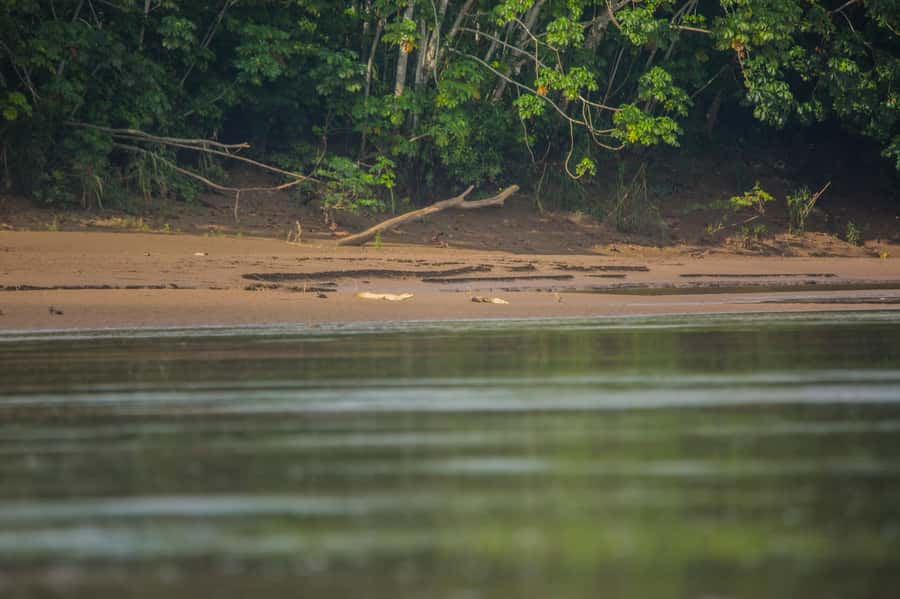 Tambopata Macaw Clay Lick 4 days/3 nights - Day 1: From Puerto Maldonado to Hacienda Tambopata