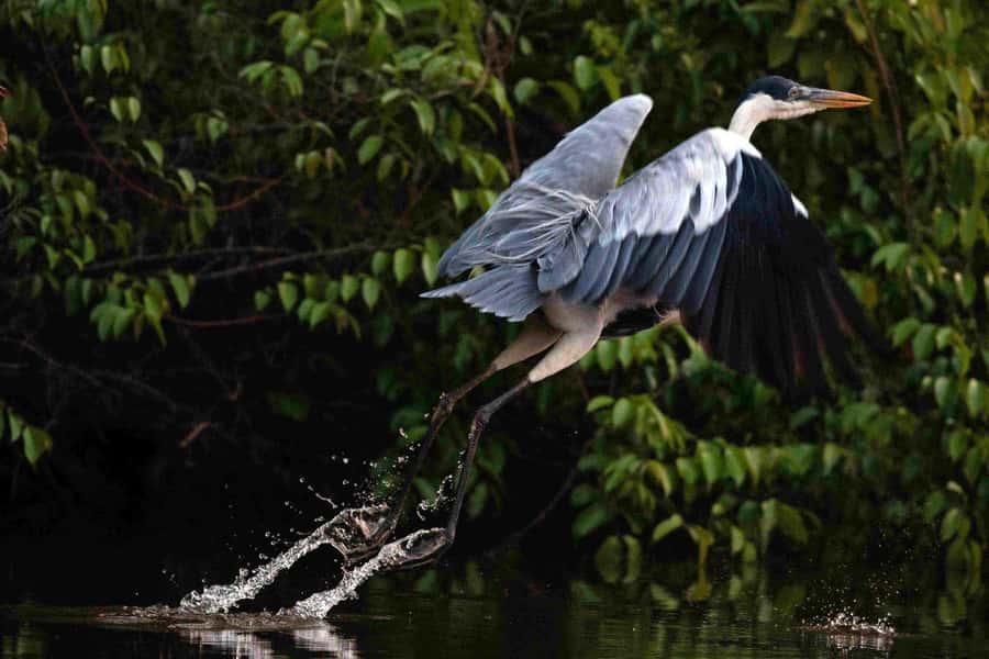 Tambopata: Multi-Day Amazon Rainforest Tour with Local Guide - Five details to know before you book