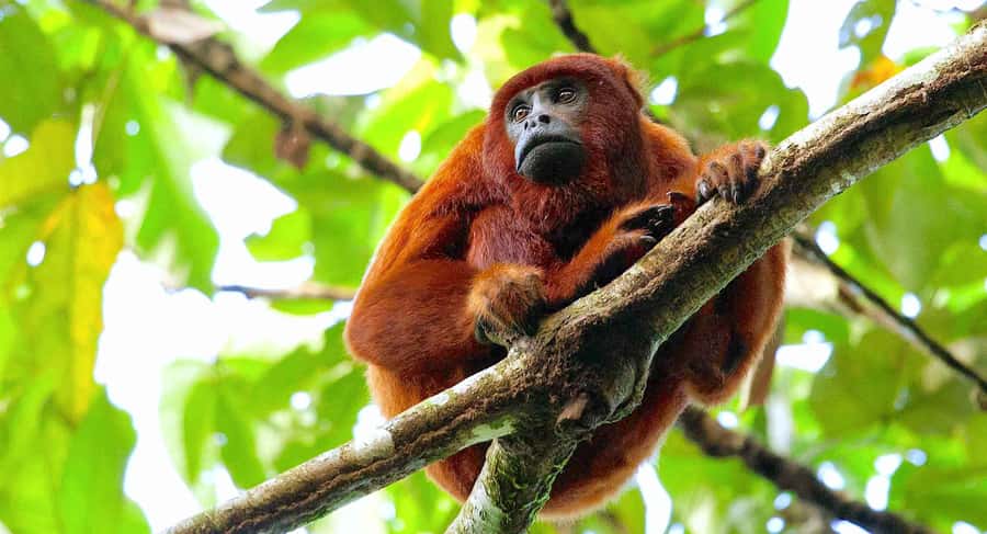 Tambopata: Multi-Day Amazon Rainforest Tour with Local Guide - What $387 buys you in four days