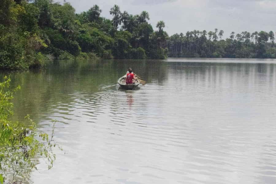 Tambopata: Multi-Day Amazon Rainforest Tour with Local Guide - A 35-meter canopy tower and evening caiman search