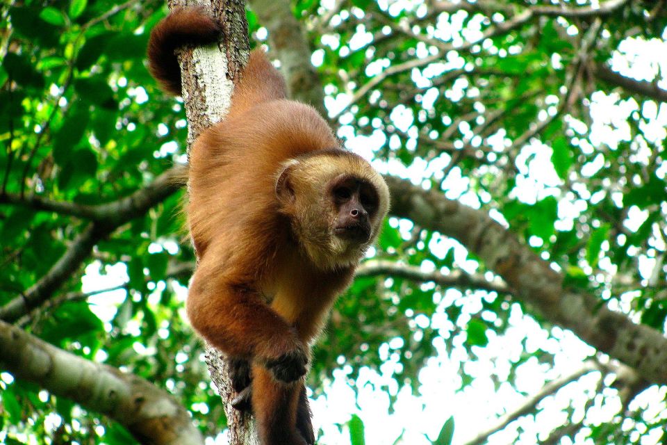 Tambopata: Multi-Day Amazon Rainforest Tour with Local Guide - Sandoval Lake: the best day for wildlife