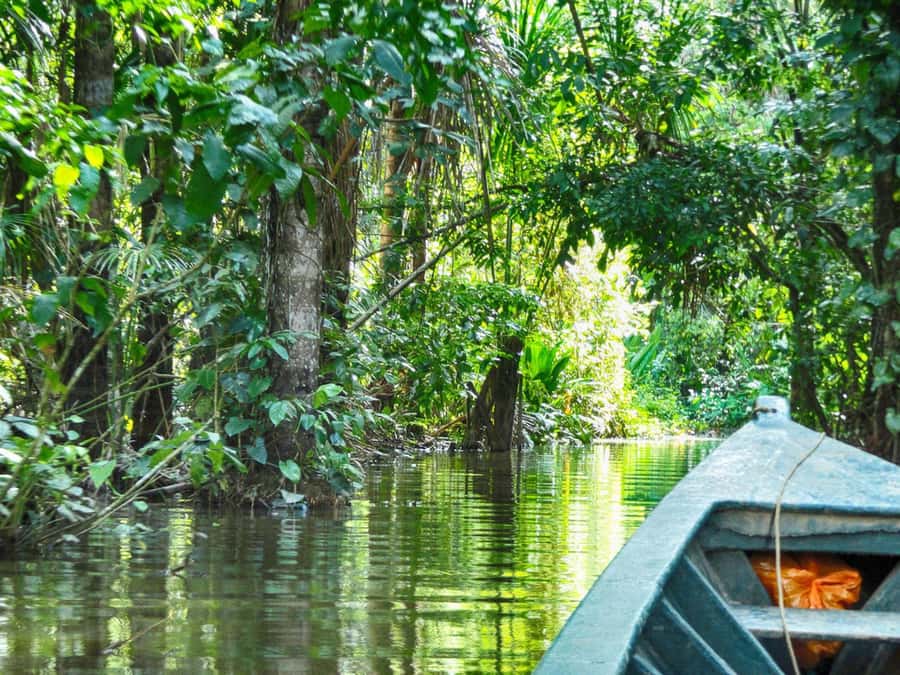 Tambopata: Multi-Day Amazon Rainforest Tour with Local Guide - The early parakeet clay lick and departure
