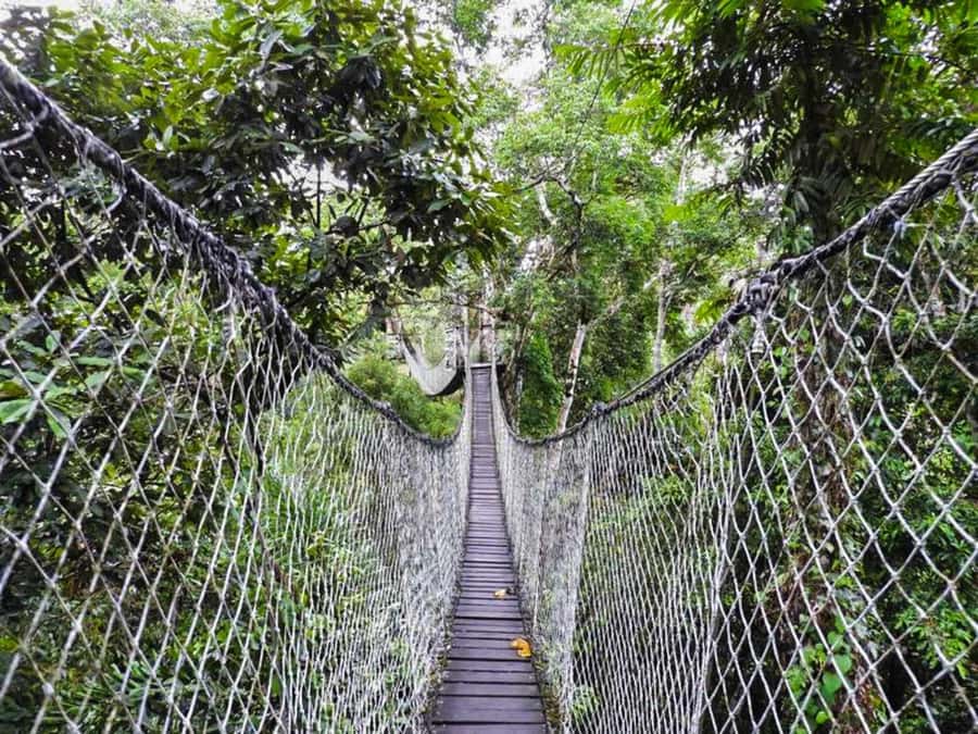 Tambopata: Multi-Day Amazon Rainforest Tour with Local Guide - Guiding and the value of local knowledge