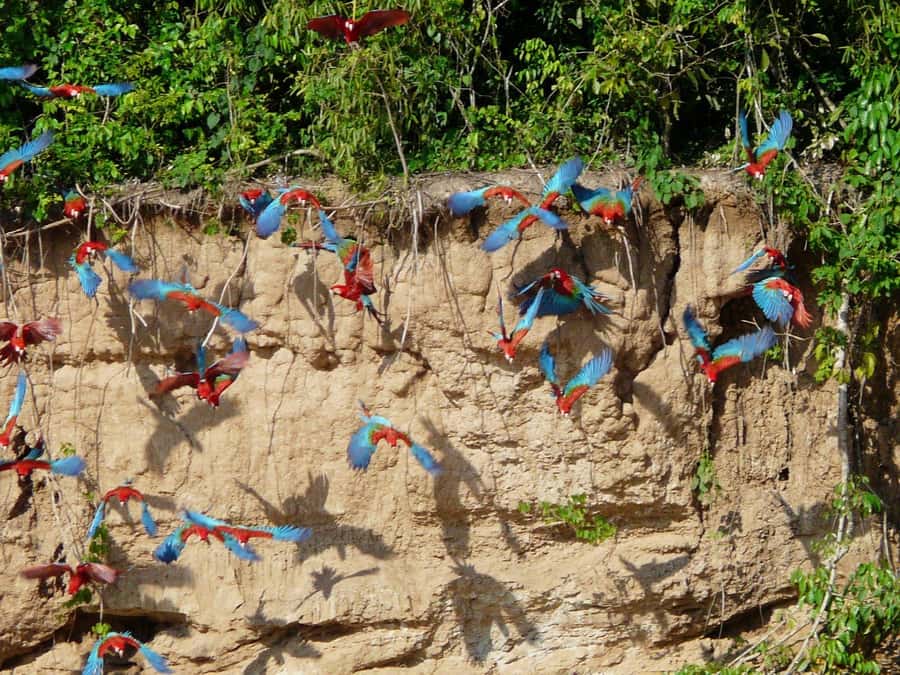 Tambopata National Reserve Tour 3 Days - Day two: Sandoval Lake and a slower wildlife search
