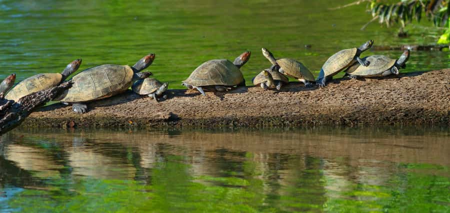 Tambopata National Reserve Tour 3 Days - Day one: From Puerto Maldonado to forest adventure