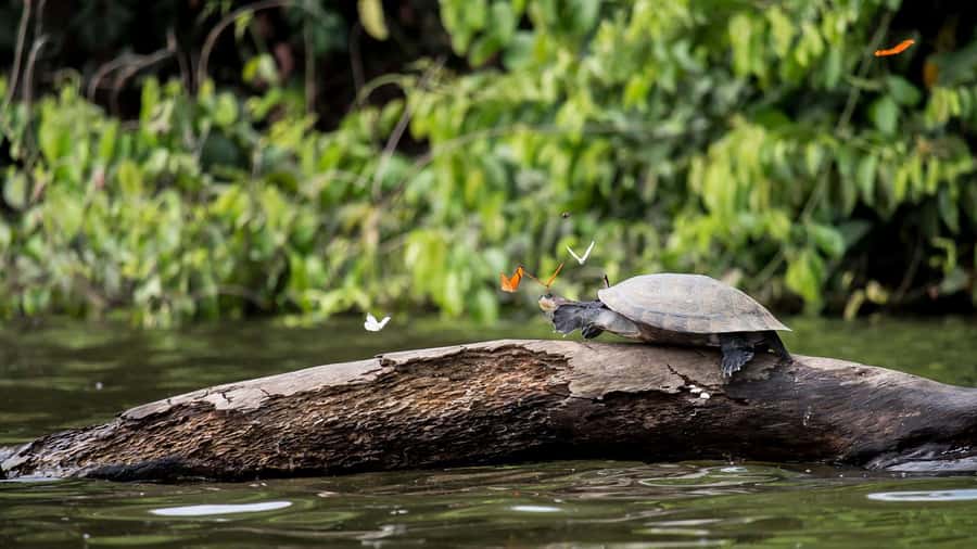 Tambopata Peruvian Amazon Jungle for Three Days/Two Nights - Key points at a glance