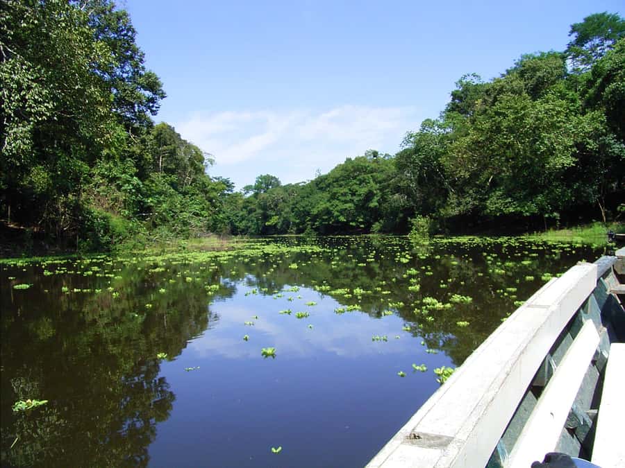 Tambopata Peruvian Amazon Jungle for Three Days/Two Nights - What $350 per person buys you