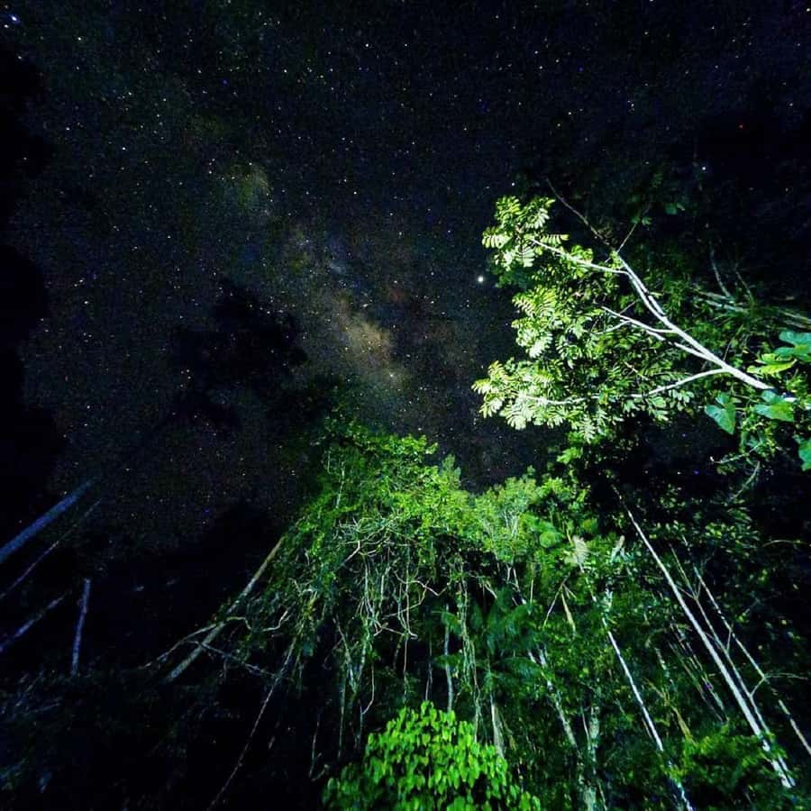Tambopata Rainforest Night Walk & River Exploration - Wildlife sightings depend on patience and weather