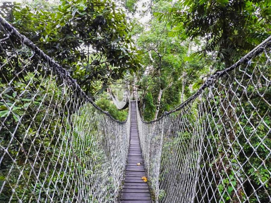 Tambopata: Zipline Adventure & Kayak to Monkey Island - The safety questions I would ask before booking