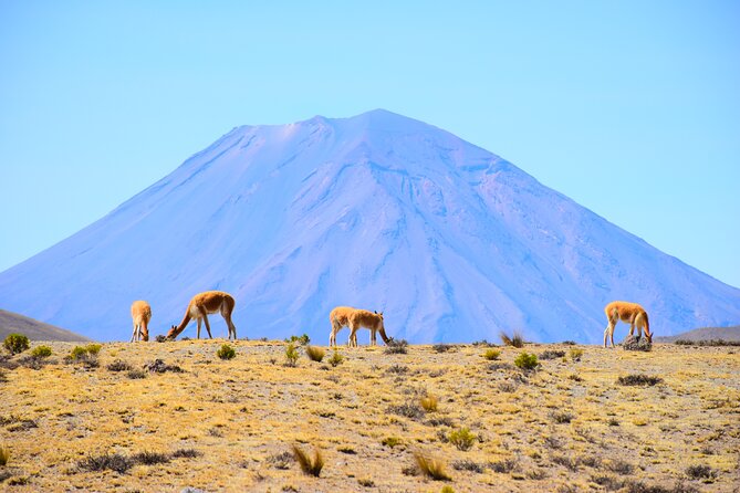 Tour 10 Hours Pillones Waterfall and Puruña Stone Forest - Who should book this Arequipa excursion