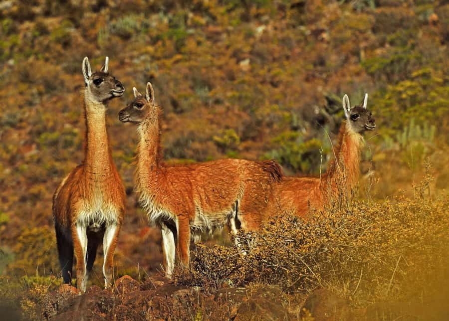 Tour Fullday Colca Canyon with Breakfast and Typical Lunch - Tocrapampa wetlands and Pampa Cañahuas