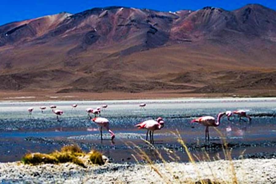 Tour to the Salinas Lagoon and National Reserve in Arequipa - Altitude, clothing, and comfort advice