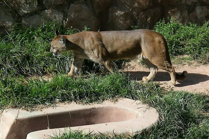 VIP Best Wildlife Tour in Cusco Official Cochahuasi Sanctuary® - Why the rescue stories matter