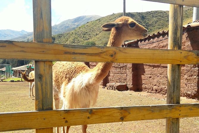 VIP Best Wildlife Tour in Cusco Official Cochahuasi Sanctuary® - Feeding alpacas and watching the macaws