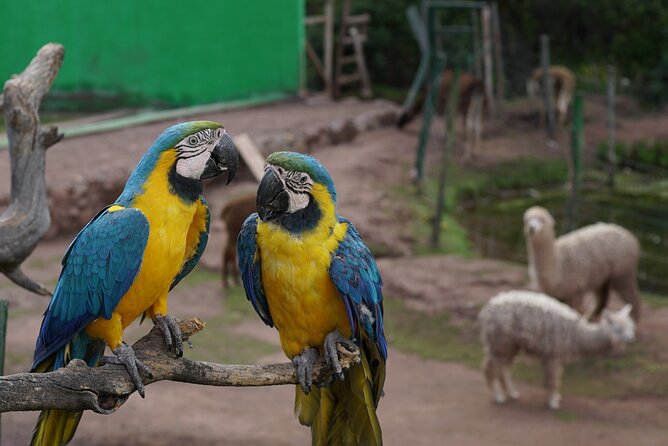 VIP Best Wildlife Tour in Cusco Official Cochahuasi Sanctuary® - Is $32.90 a fair price?