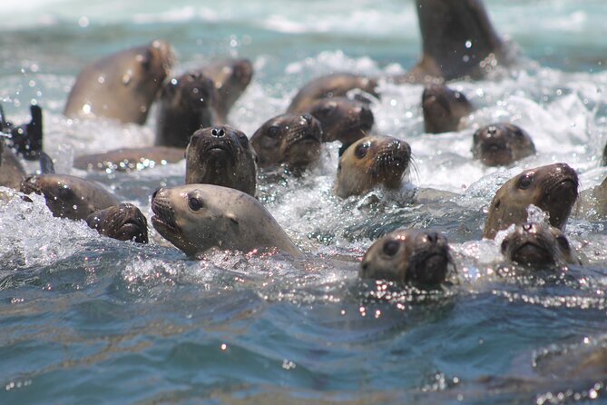Visit the Sea Lions in Palomino Islands, in Lima Peru - Palomino Island and the sea lion swim