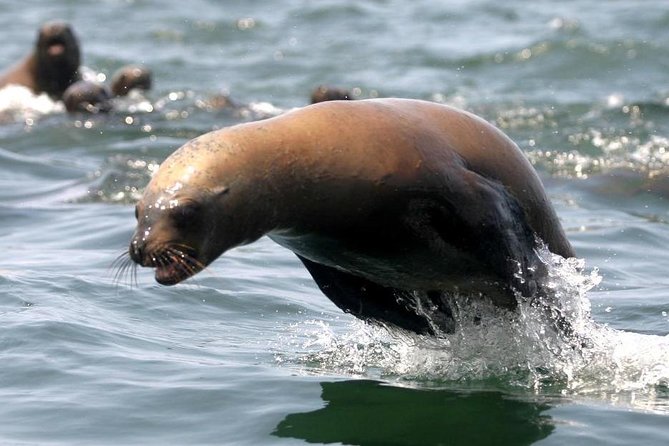 Visit the Sea Lions in Palomino Islands, in Lima Peru - The ride back through cliffs and islets