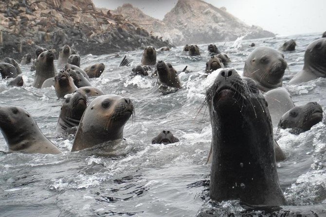 Visit the Sea Lions in Palomino Islands, in Lima Peru - What the $72 price really covers