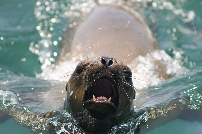 Visit the Sea Lions in Palomino Islands, in Lima Peru - Practical preparation for a colder, wetter morning