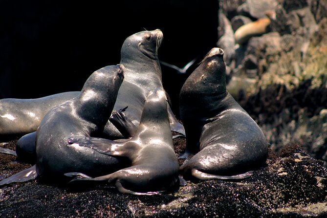 Visit the Sea Lions in Palomino Islands, in Lima Peru - San Lorenzo Island, penguins, and guano birds