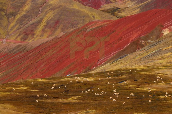 Walking with Alpacas in Palcoyo: The Alternative Rainbow Mountain - Julio Cesar and the value of a good guide